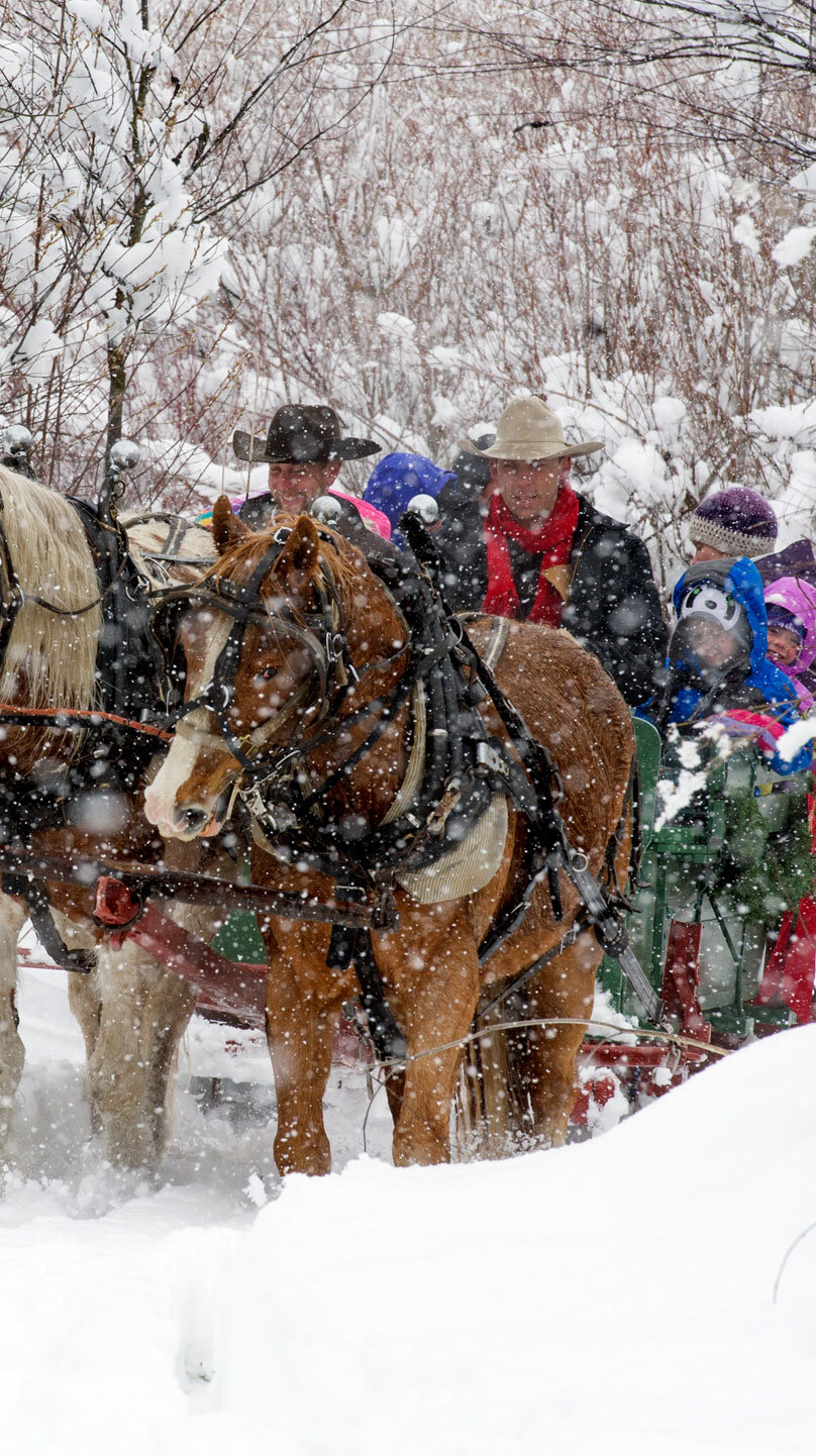 sunrisepackstation_tour-sleigh-ride-horses-snow Sunrisepackstation Tour Sleigh Ride Horses Snow
