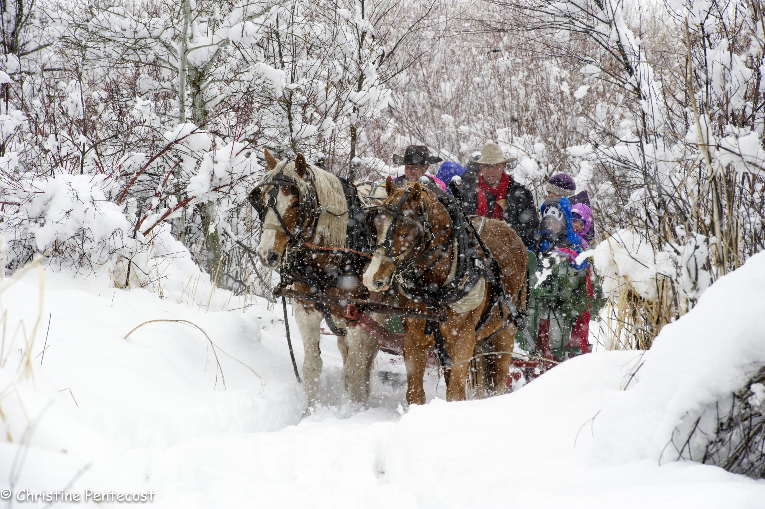 Sunrisepackstation Tour Sleigh Ride Snowy Horses
