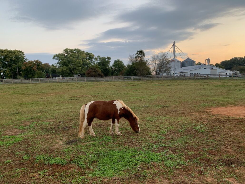 thereindeerfarm_tour-brown-white-pony-farm-silo Thereindeerfarm Tour Brown White Pony Farm Silo