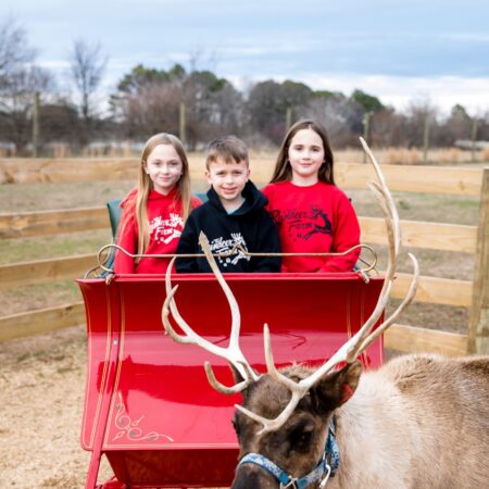Thereindeerfarm Tour Children Sleigh Reindeer Farm