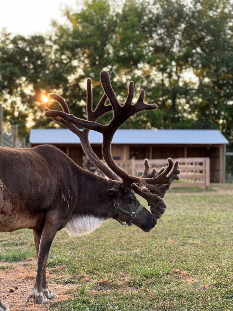 thereindeerfarm_tour-reindeer-antlers-farm-sunset Thereindeerfarm Tour Reindeer Antlers Farm Sunset