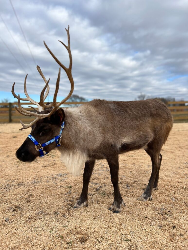thereindeerfarm_tour-reindeer-brown-fur-antlers-farm Thereindeerfarm Tour Reindeer Brown Fur Antlers Farm