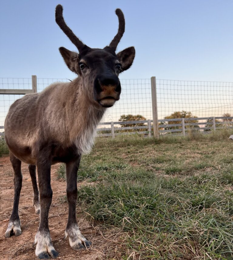 thereindeerfarm_tour-reindeer-farm-grass-fence Thereindeerfarm Tour Reindeer Farm Grass Fence