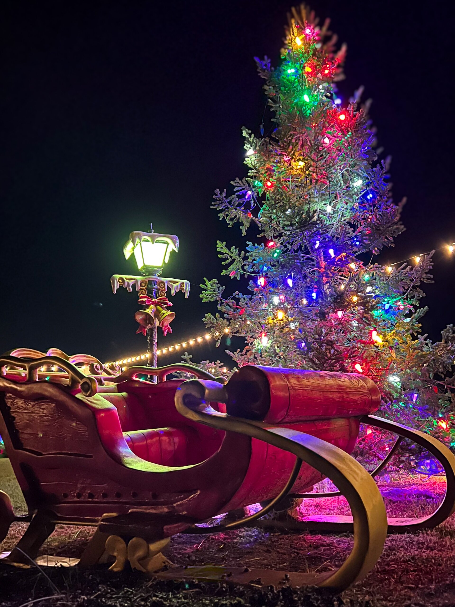 thereindeerfarm_tour-sleigh-christmas-tree-lights-lantern Thereindeerfarm Tour Sleigh Christmas Tree Lights Lantern