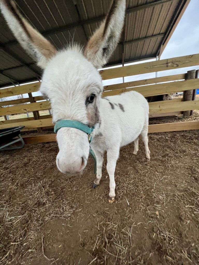 thereindeerfarm_tour-white-donkey-farm-enclosure Thereindeerfarm Tour White Donkey Farm Enclosure