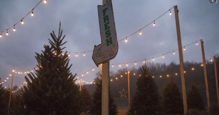 Thestourbridgeline Tour Fresh Cut Trees String Lights