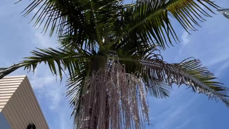 undergrounddonutour_tour-palm-tree-blue-sky Undergrounddonutour Tour Palm Tree Blue Sky